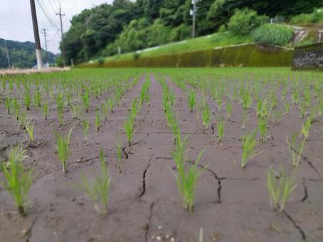 田植えの後 田植えの後の写真
