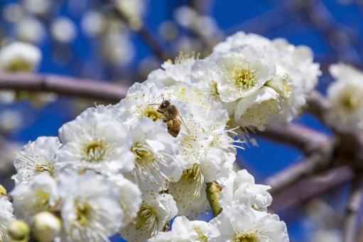 White plum blossoms and bees 3 (Tahara City), JPG