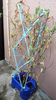 枯れた朝顔 枯れた朝顔 枯れた,朝顔,一年の写真素材