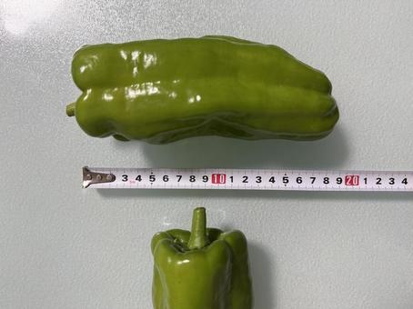 びっくりピーマン びっくりピーマン ピーマン,びっくり,野菜の写真素材