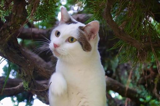 かわいいシロキジネコ 保護猫,猫,ニャンコの写真素材