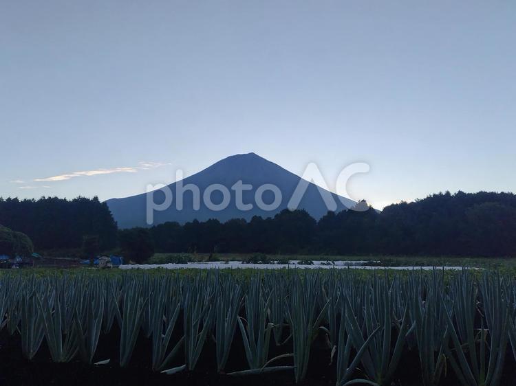 朝焼けの富士山とねぎ畑 富士山,朝焼け,早朝の写真素材