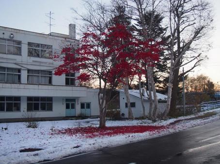 雪と紅葉 雪と紅葉の写真