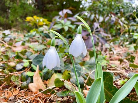 スノードロップ スノードロップ,花,白の写真素材