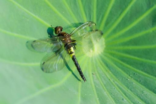 Photo, dragonfly, lotus, leaf, 