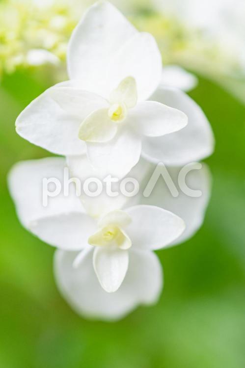 あじさいの花　アップ 紫陽花,アジサイ,あじさいの写真素材