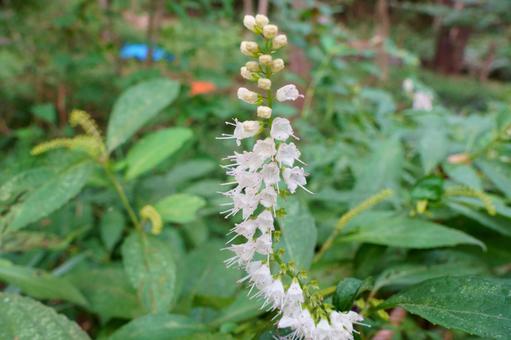 シモバシラ シモバシラ シモバシラ,花,白の写真素材