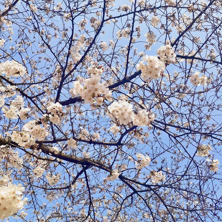 サクラ　ソメイヨシノ　春　青空 サクラ,ソメイヨシノ,春の写真素材