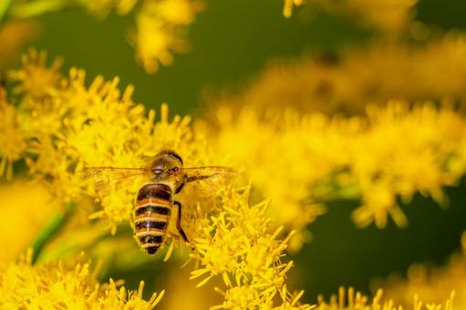 ミツバチとセイタカアワダチソウ⑼ 蜂,ミツバチ,昆虫の写真素材