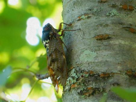 【昆虫写真】アブラゼミ(油蝉) 【昆虫写真】アブラゼミ(油蝉)の写真
