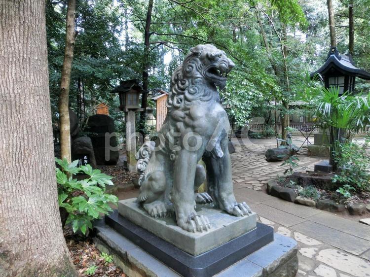駒木諏訪神社の風景-35 駒木諏訪神社,千葉県流山市,諏訪之宮の写真素材