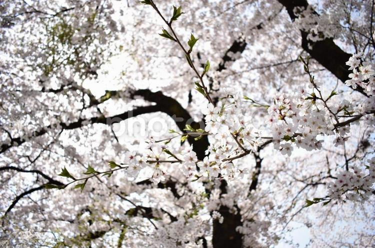 わに塚のサクラ わに塚のサクラ,サクラ,さくらの写真素材