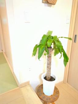 観葉植物 ドラセナマッサンゲアナ 7号鉢 観葉植物 ドラセナマッサンゲアナ 7号鉢 観葉植物,ドラセナマッサンゲア,ドラセナの写真素材