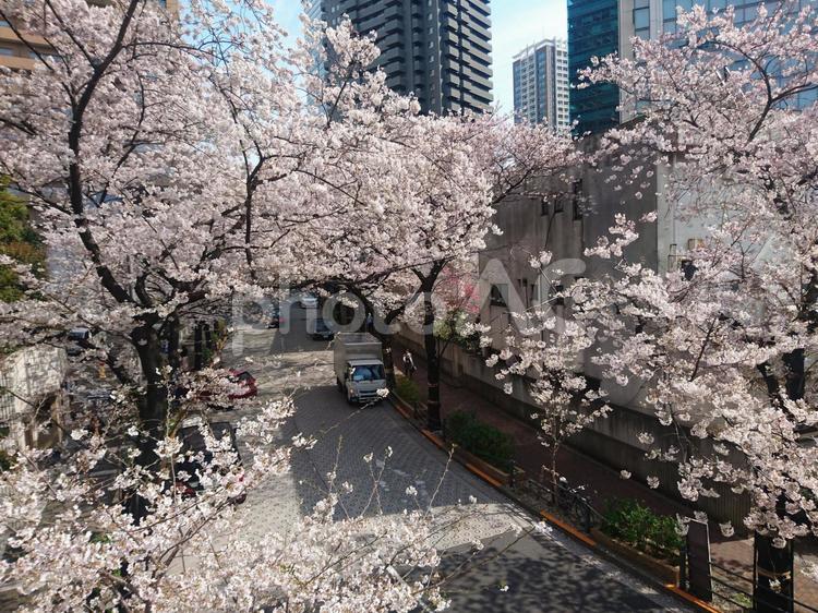 オフィス街の桜 桜,花見,オフィスの写真素材
