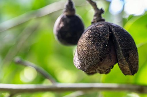 Photo, camellia, real, fruit, 