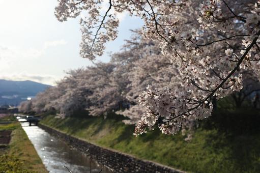荒川桜づつみ公園の桜と堀 荒川桜づつみ公園の桜と堀 荒川桜づつみ河川公園,桜,春の写真素材
