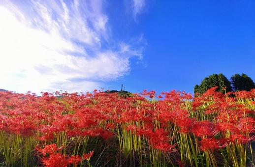 秋晴れの青空に映える鮮やかな彼岸花 彼岸花,秋,花の写真素材