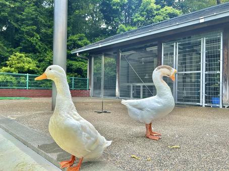 アヒルとガチョウ アヒル,ガチョウ,鳥類の写真素材