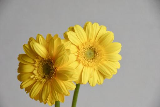 黄色いばら ガーベラ,黄色,イエローの写真素材