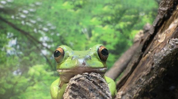 木の枝の雨蛙(アマガエル)アップ 木の枝の雨蛙(アマガエル)アップ アマガエル,枝,沼の写真素材