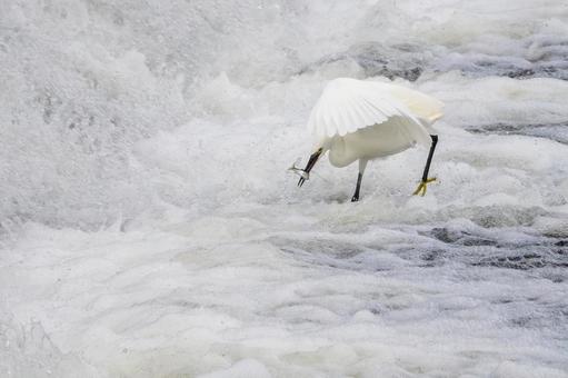 コサギの狩り⑺の写真