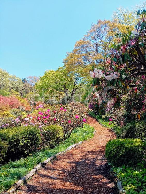 赤城自然園の春　群馬県渋川市 木,樹木,赤城自然園の写真素材