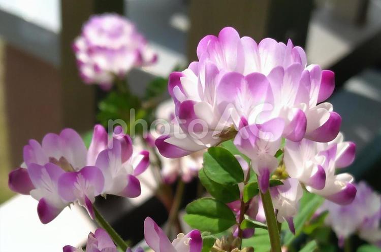 れんげ れんげ,れんげの花,ピンクの花の写真素材