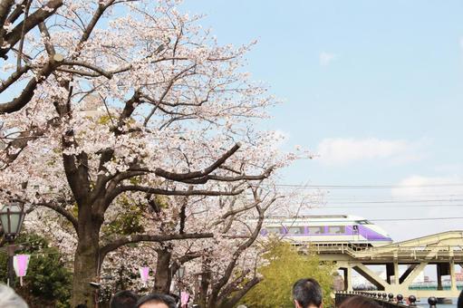 桜 桜の写真