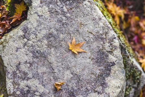 岩の上のもみじの写真