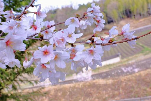 桜と畑 桜と畑の写真