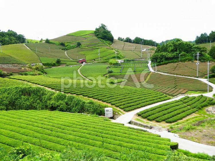 茶畑　和束 お茶,写真,茶の写真素材