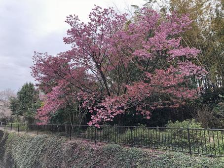 桜 桜の写真
