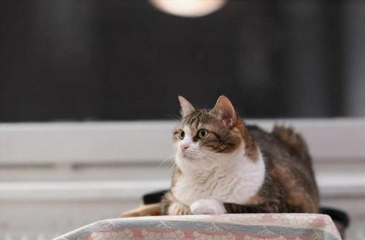 可愛いミケの写真