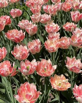 Tulips (double-flowered Angelique) in full bloom!, JPG Tulips (double-flowered Angelique) in full bloom!, JPG