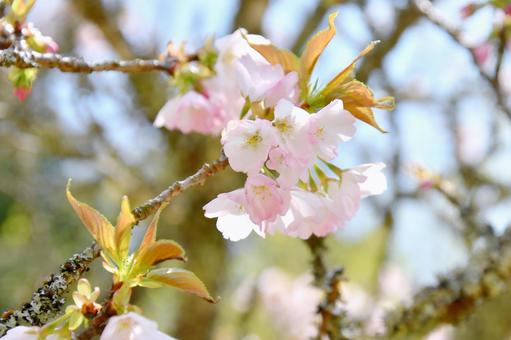淡いピンクの桜 苔清水 淡いピンクの桜 苔清水 苔清水,桜,花の写真素材