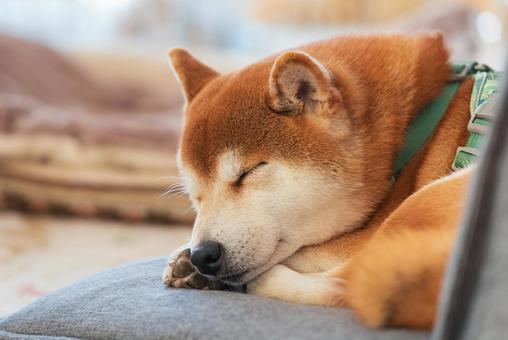 座椅子で気持ち良さそうに眠る柴犬 座椅子で気持ち良さそうに眠る柴犬 柴犬,日本犬,和犬の写真素材