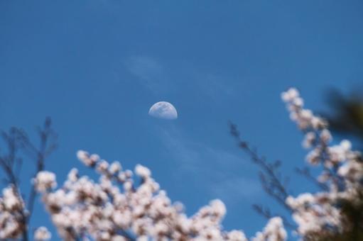 花見と月見 桜,月,空の写真素材