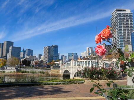 中之島公園－バラ園 中之島公園,バラ園,ばらぞの橋の写真素材