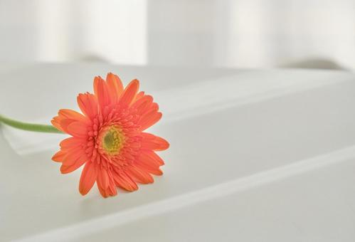 穏やかな光と綺麗なカーネーションの生花 背景,生花,花の写真素材