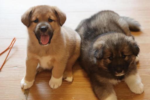 笑顔の子犬とおっとり子犬のツーショット 笑顔の子犬とおっとり子犬のツーショット 子犬,仔犬,犬の写真素材