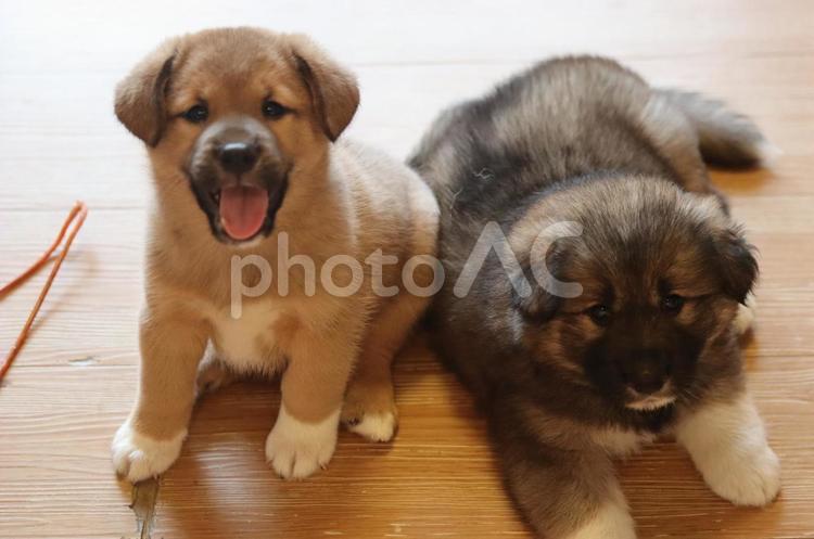 笑顔の子犬とおっとり子犬のツーショット 子犬,仔犬,犬の写真素材