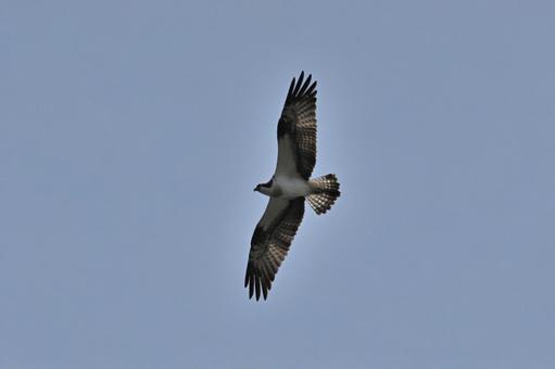 Photo, osprey, bird, pandionidae, 
