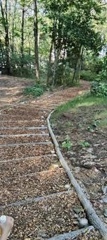 並木道 並木道,自然,風景の写真素材