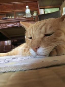 眠い猫 眠い猫の写真