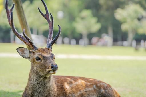 奈良公園の鹿8月00４ 鹿,奈良公園,夏の写真素材