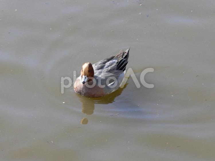 越冬のため公園の池にやってきたヒドリガモ ヒドリガモ,鳥,鳥類の写真素材