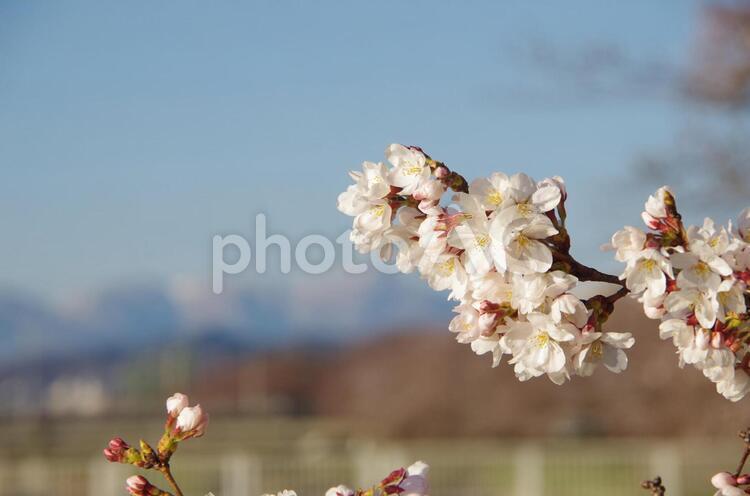 花冷えの朝の桜 桜,ソメイヨシノ,風景の写真素材