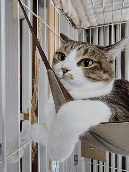 Cat in a hammock, JPG Cat in a hammock, JPG