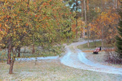 北欧の秋　公園に薄く積もった雪 雪,初雪,霜の写真素材