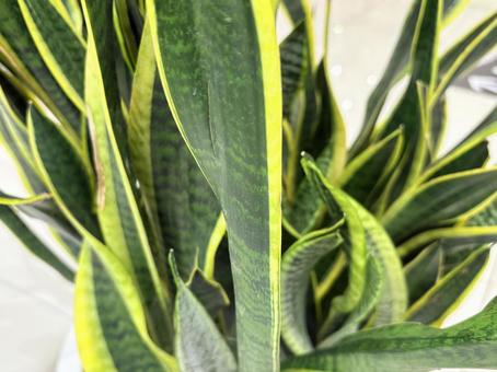 サンスベリアの葉のクローズアップ サンスベリアの葉のクローズアップ サンスベリア,観葉植物,葉っぱの写真素材